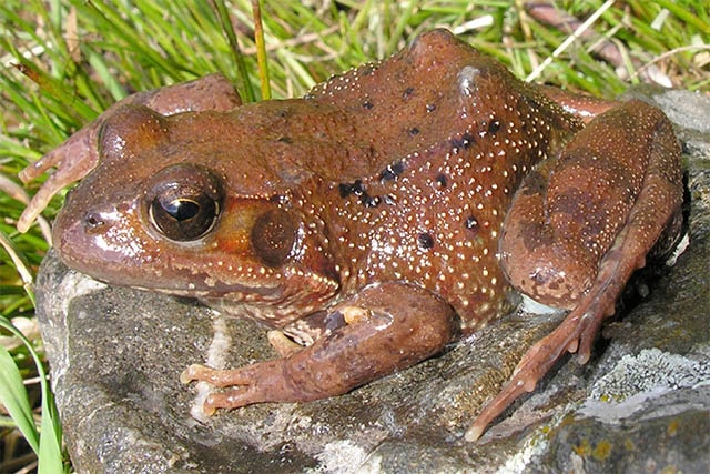 frog