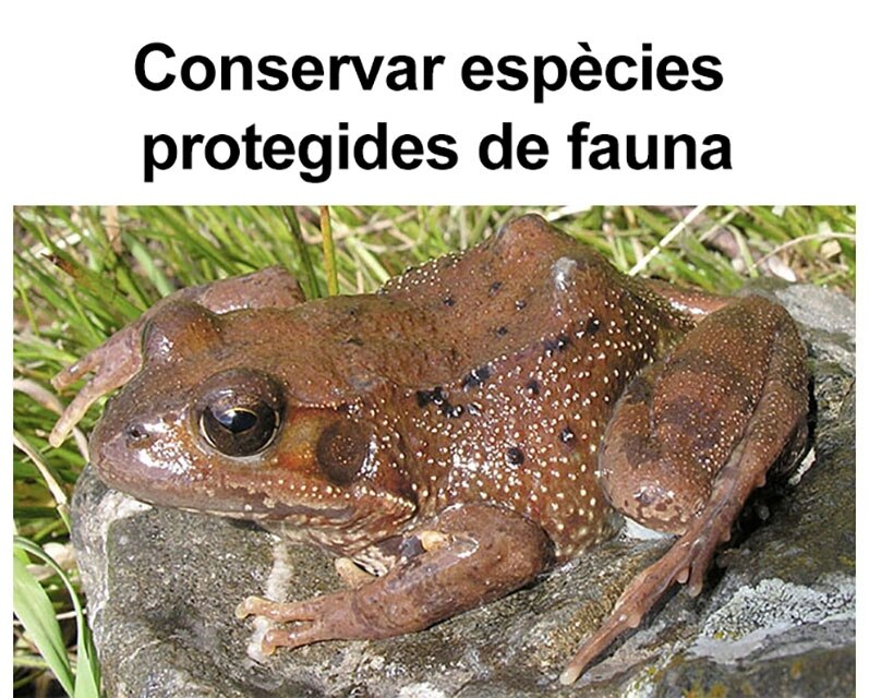 frog