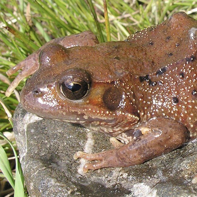 frog